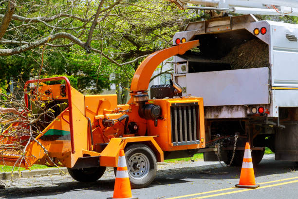 Professional Tree Services in Sturtevant, WI