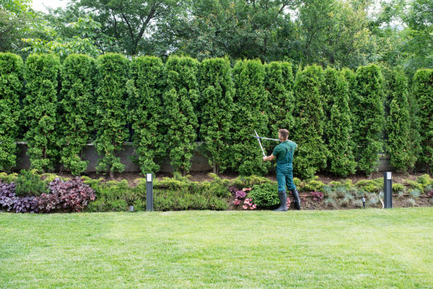 Leaf Removal in Sturtevant, WI