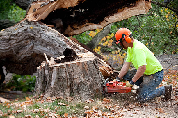 Why Choose Our Tree Removal Services in Sturtevant, WI?